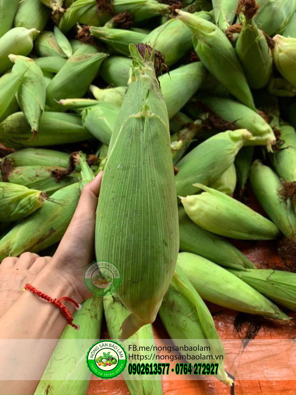 Bắp Nếp Nù loại 3-4Trái 1kg 6