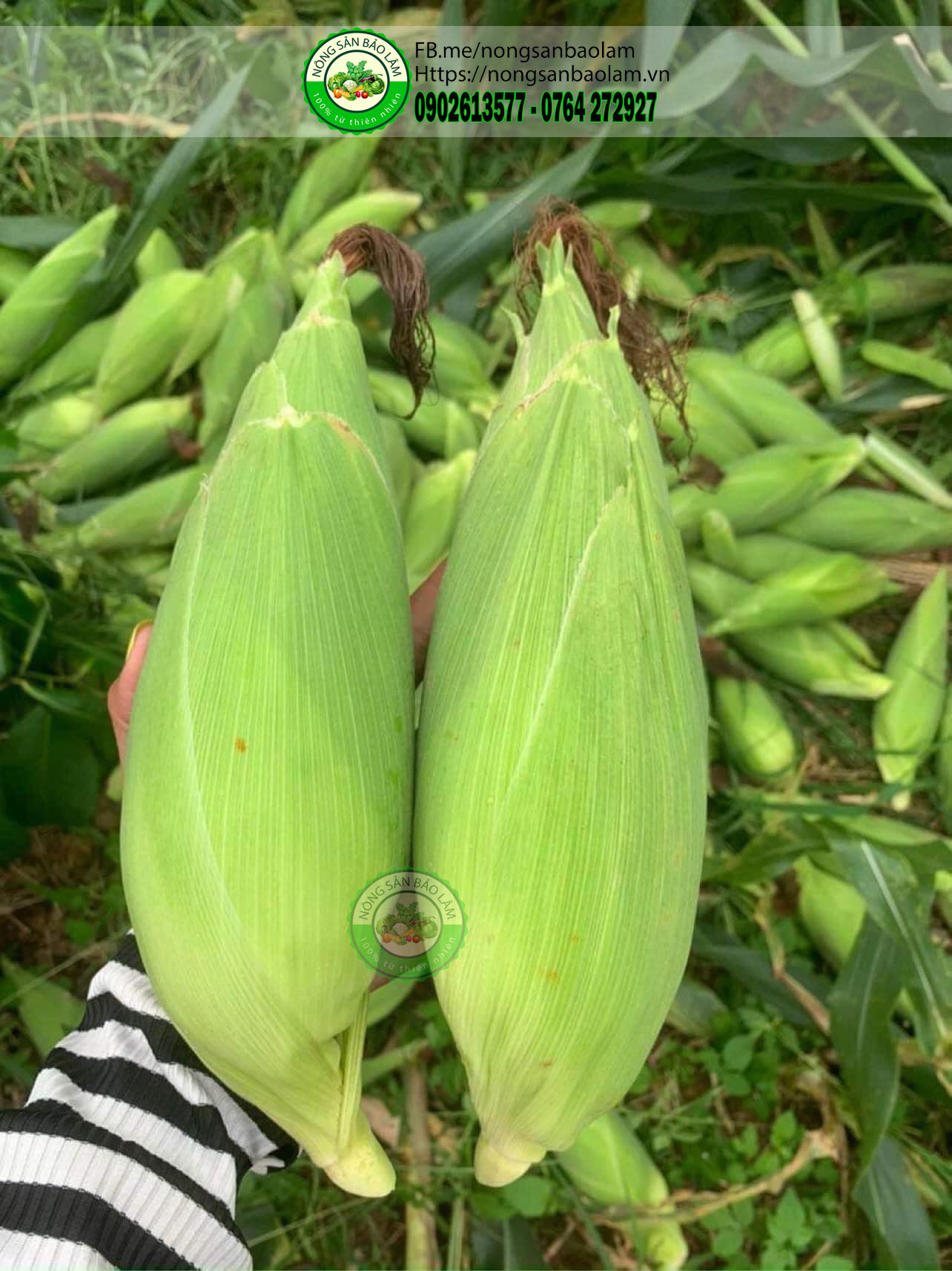 Bắp Nếp Nù loại 3-4Trái 1kg