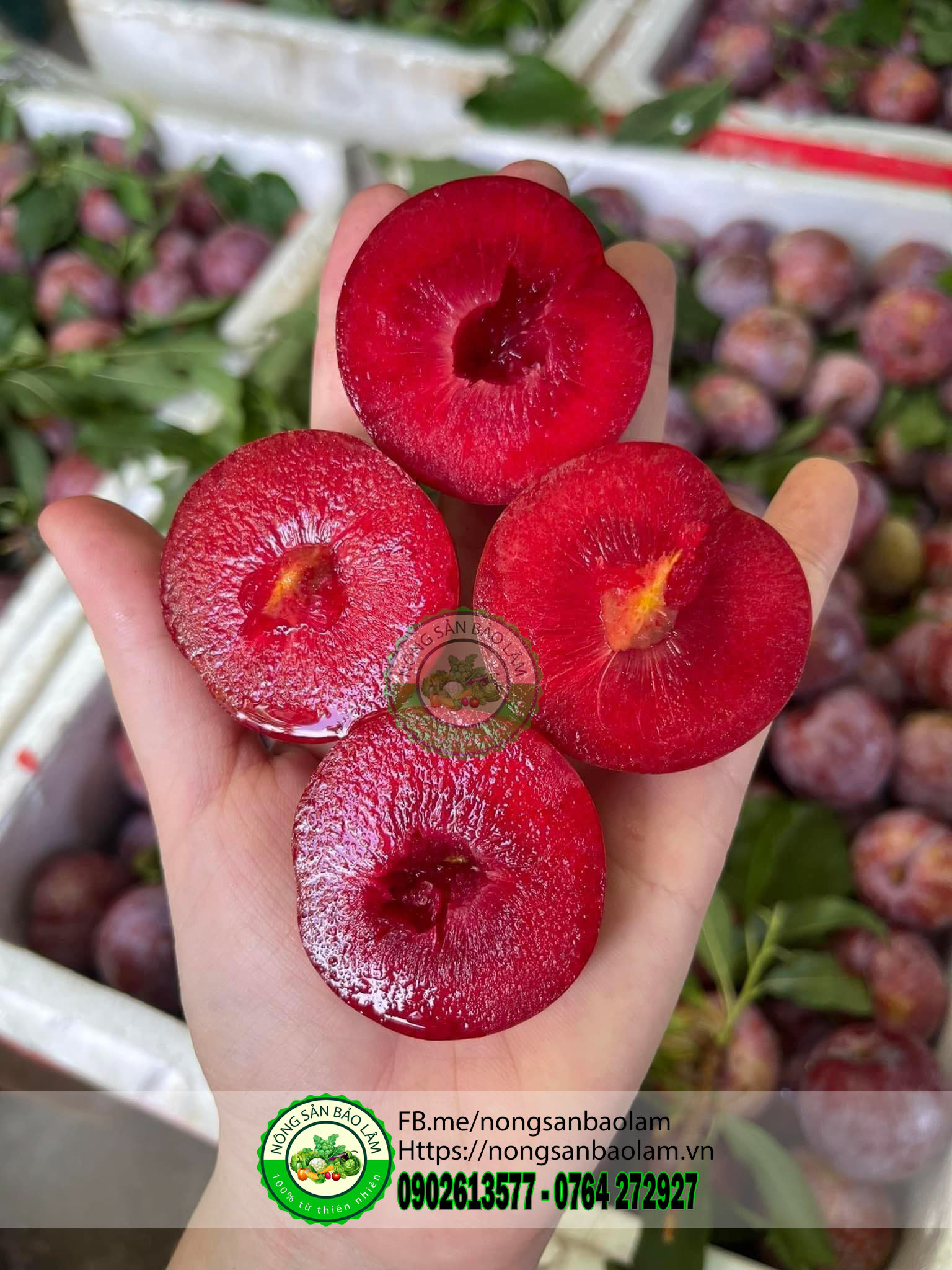 MẬN HẬU MỘC CHÂU - nongsanbaolam 2