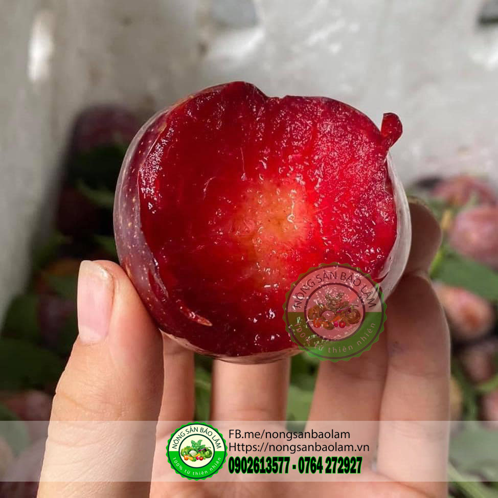 MẬN HẬU MỘC CHÂU - nongsanbaolam 3