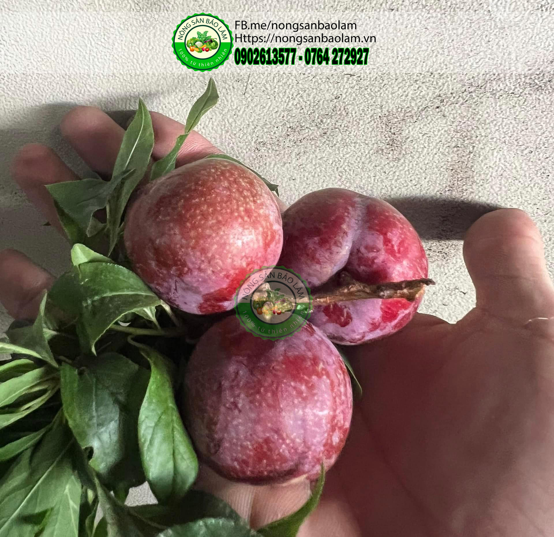 MẬN HẬU MỘC CHÂU - nongsanbaolam 7