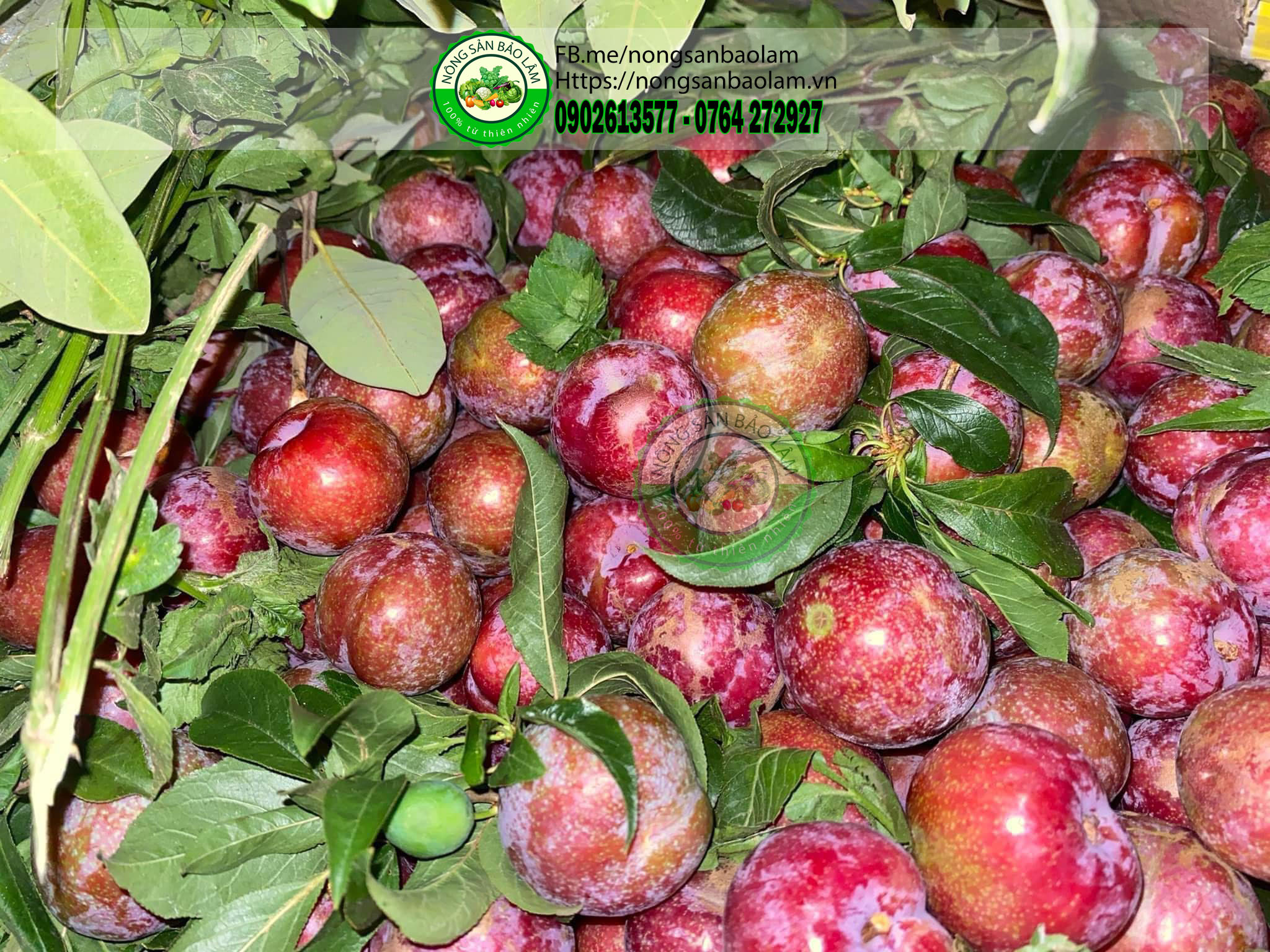 MẬN HẬU MỘC CHÂU - nongsanbaolam
