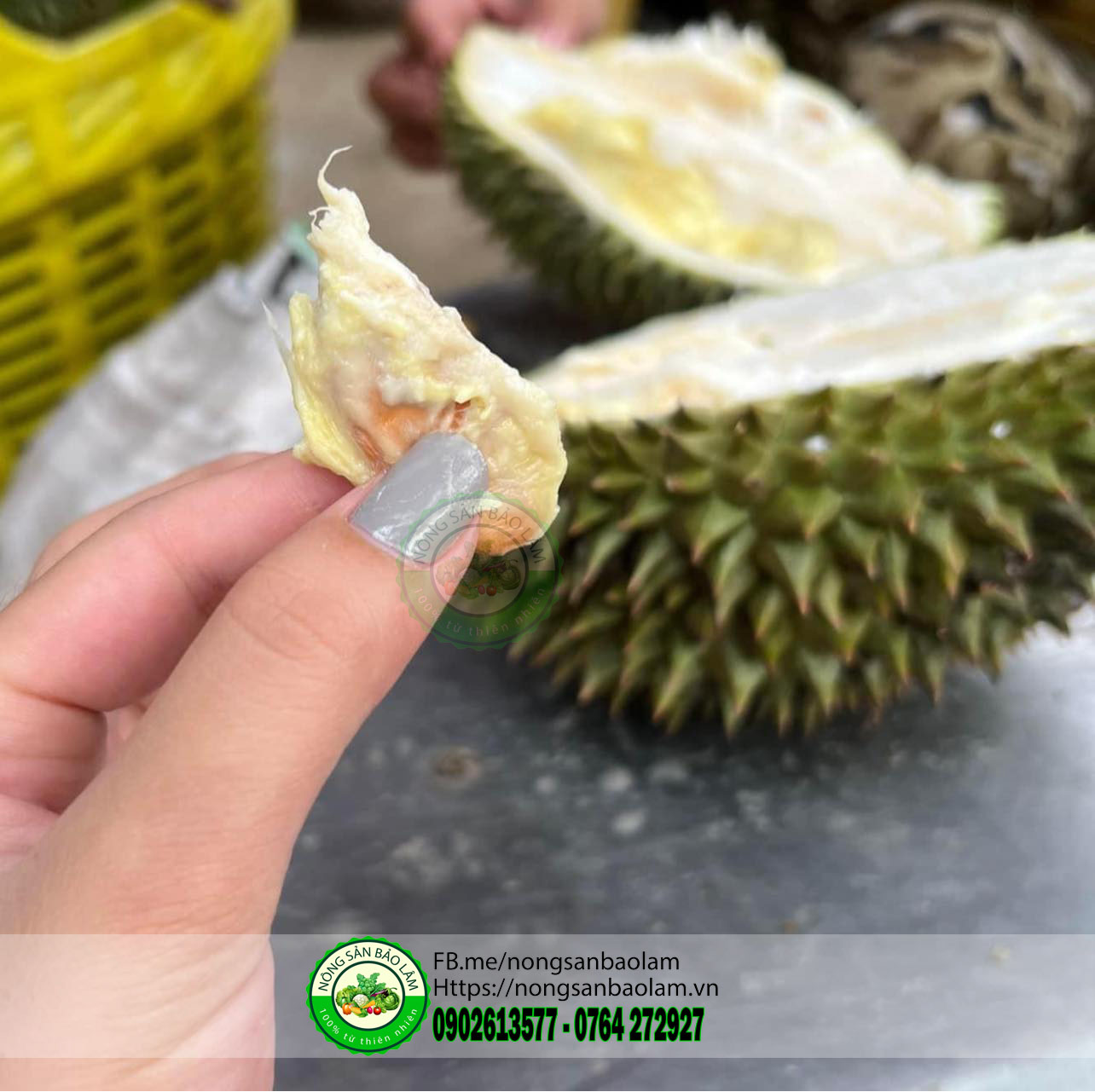 Sầu Riêng Chuồng bò da xanh hạt lép - nông sản bảo lâm 2