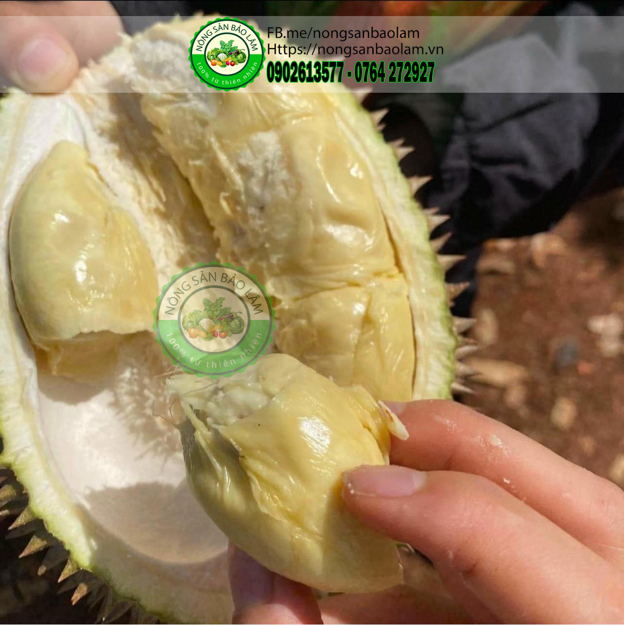 Sầu chuồng bò da nâu béo ngọt - nongsanbaolam