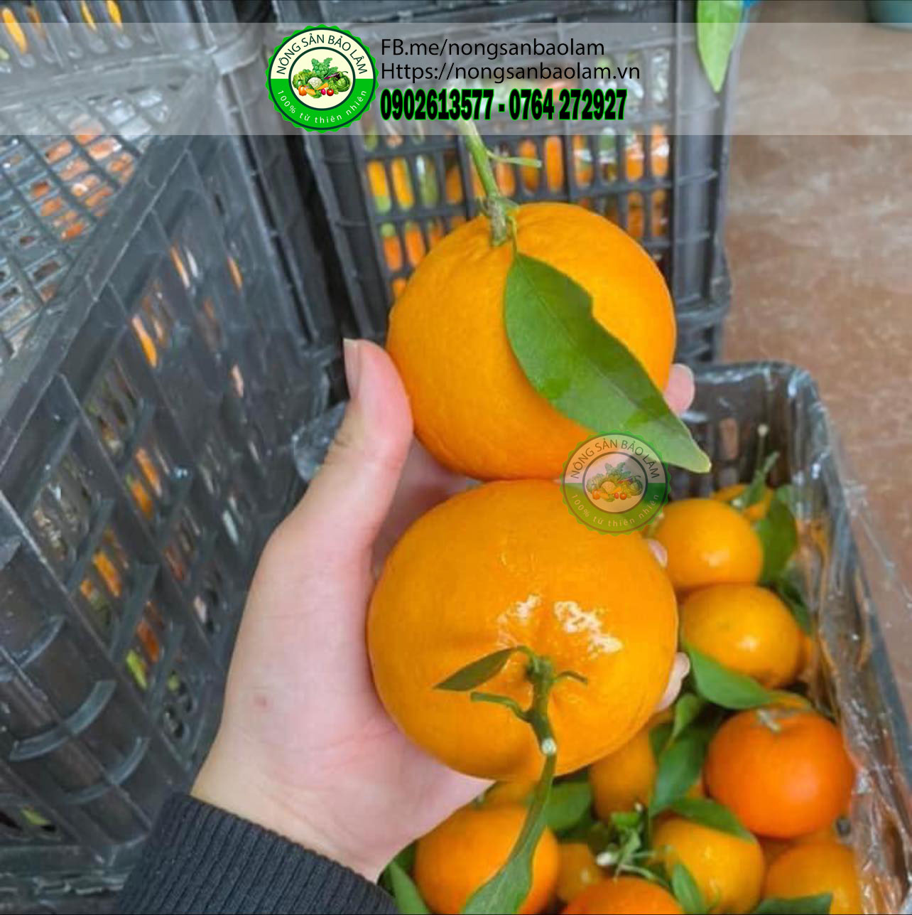 cam đường ngọt lịm - nongsanbaolam 2