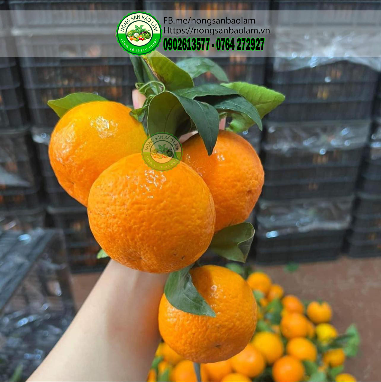 cam đường ngọt lịm - nongsanbaolam 3