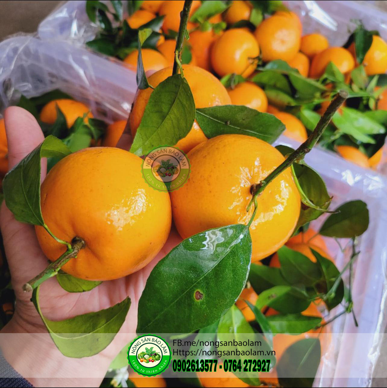cam đường ngọt lịm - nongsanbaolam 5