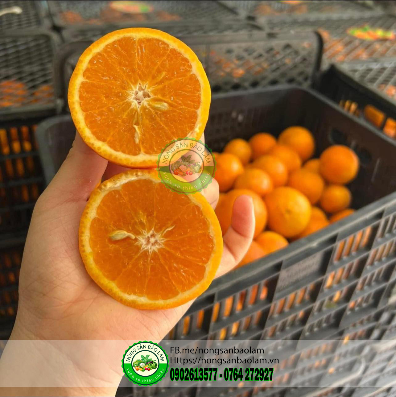 cam đường ngọt lịm - nongsanbaolam