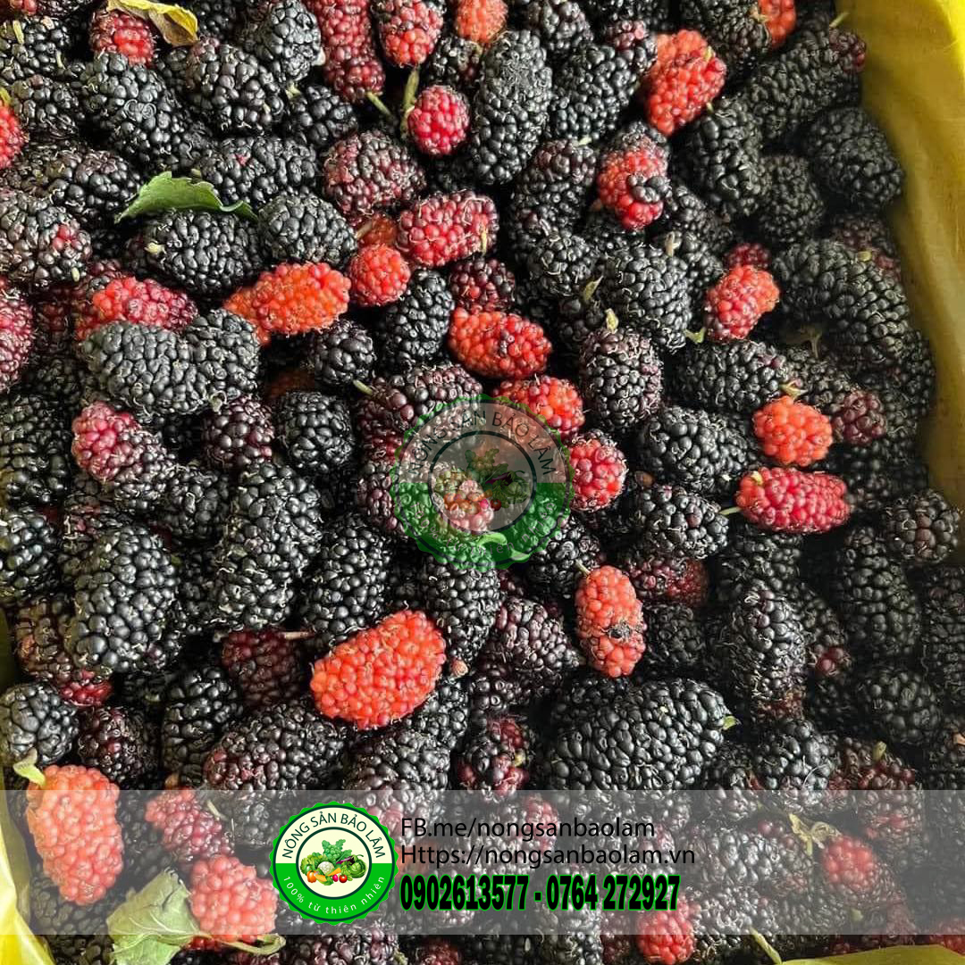 dâu tằm đà lạt - nongsanbaolam 234 full