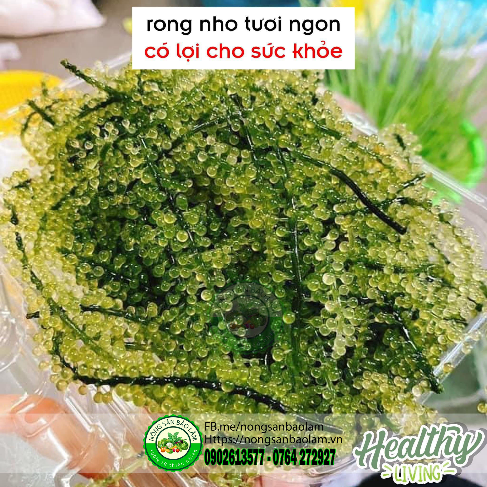 rong nho - trái cây quận 10 HCM - nông sản bảo lâm 5
