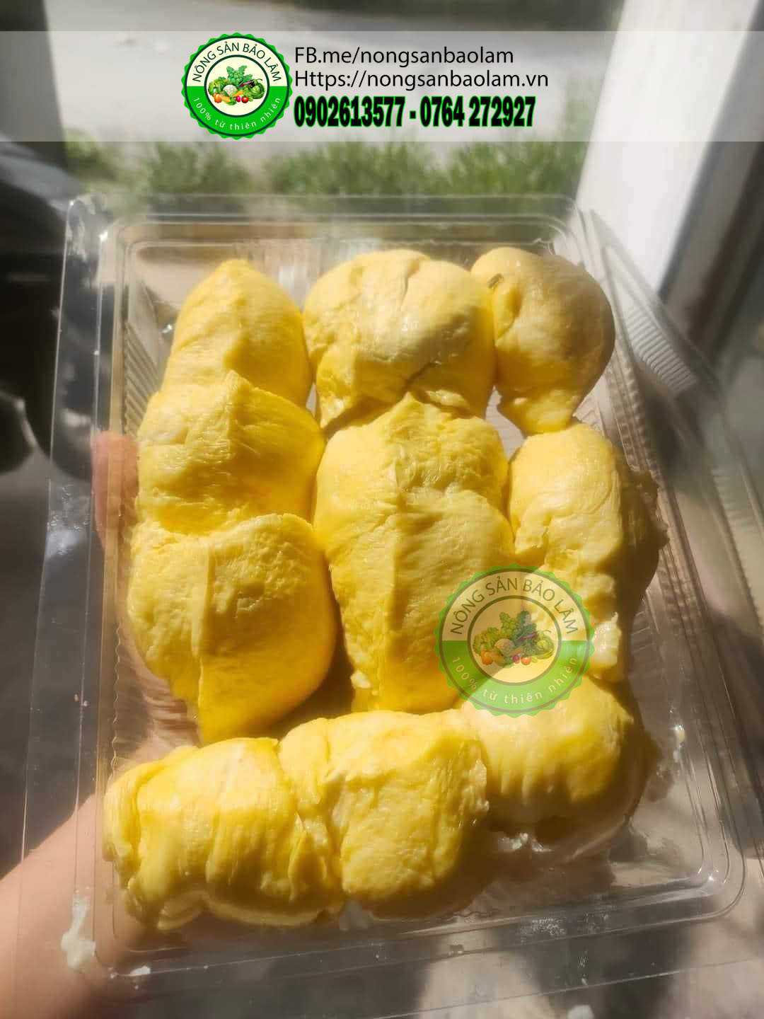 sầu riêng sữa - nongsanbaolam 2