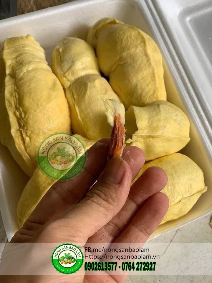 sầu riêng sữa - nongsanbaolam 3