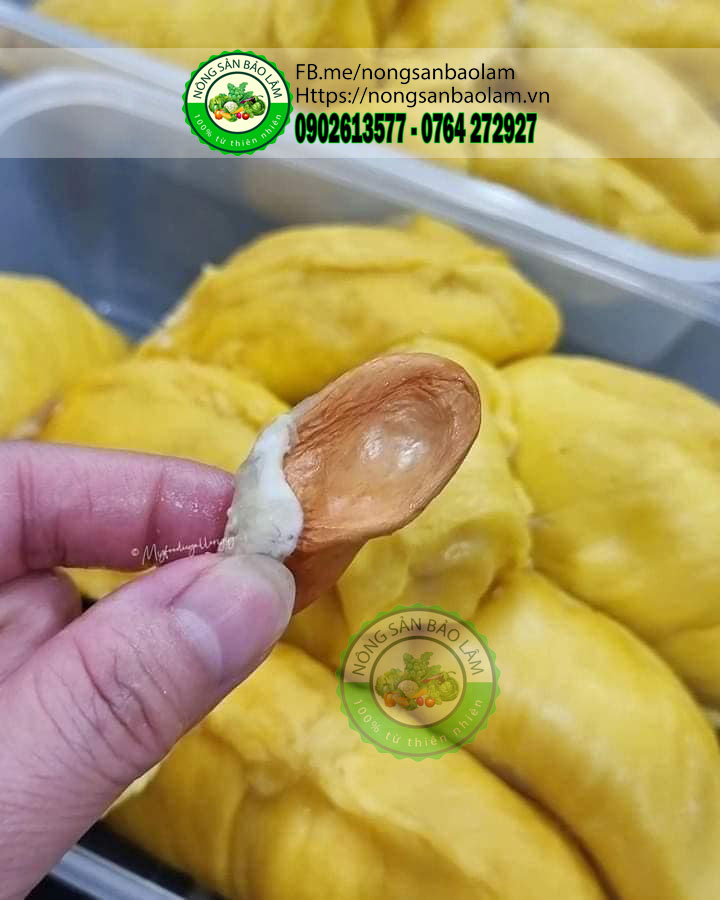sầu riêng sữa - nongsanbaolam 4