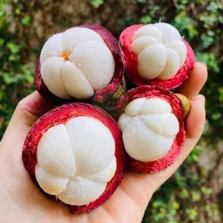 măng cụt thái - nongsanbaolam 2